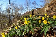 16 Ranuncoli gialli  sulla strada sterrata